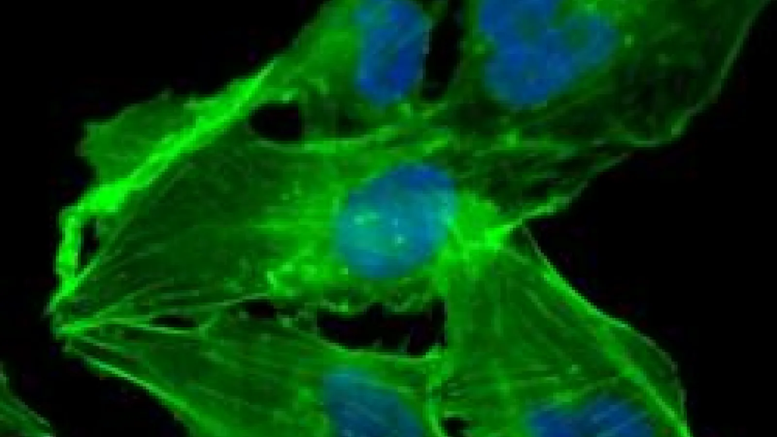 Cell